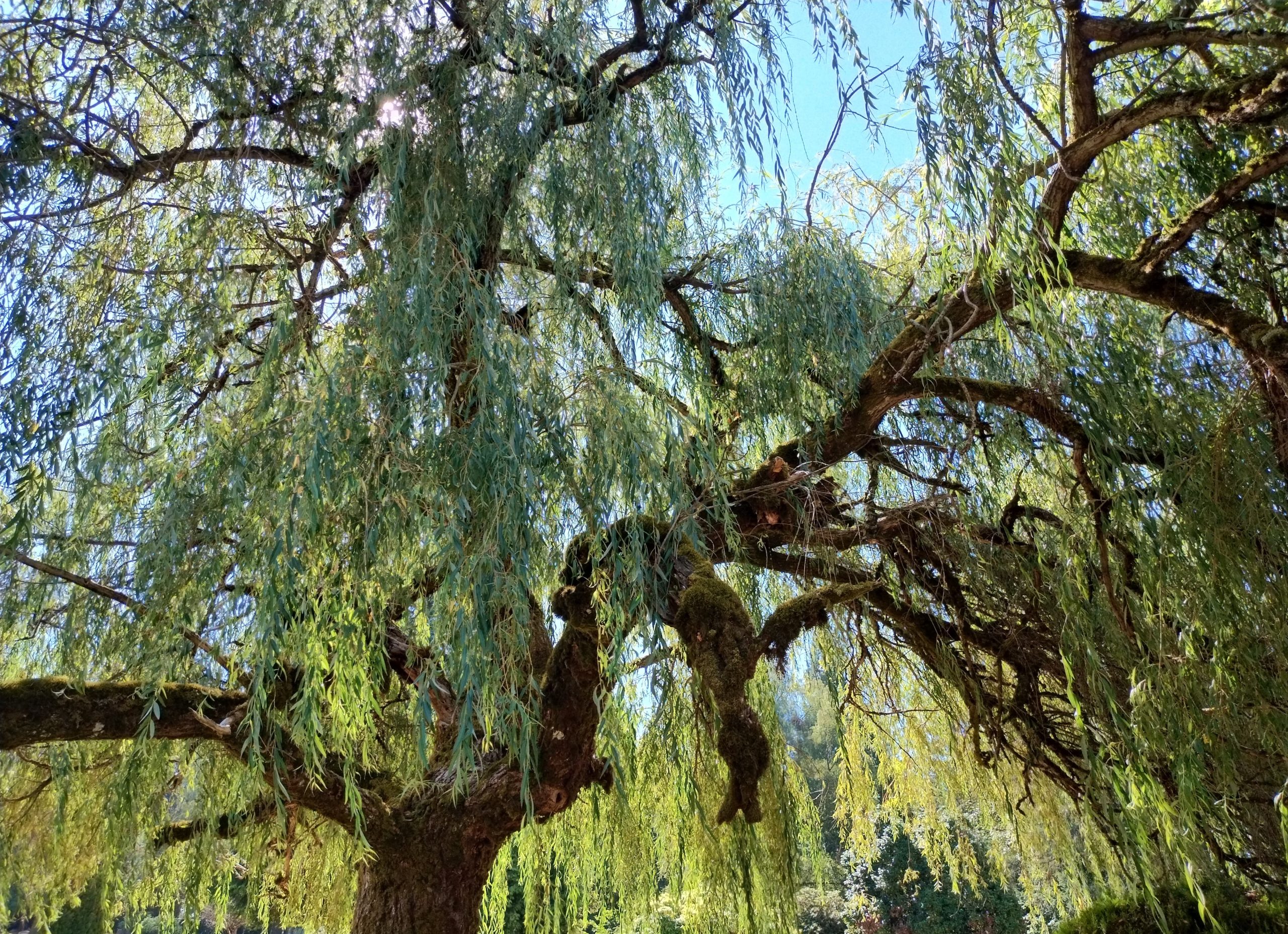 A willow tree as seen from below. The blue sky can be seen through green leaves. The trunk and branches curve through the leaves. 