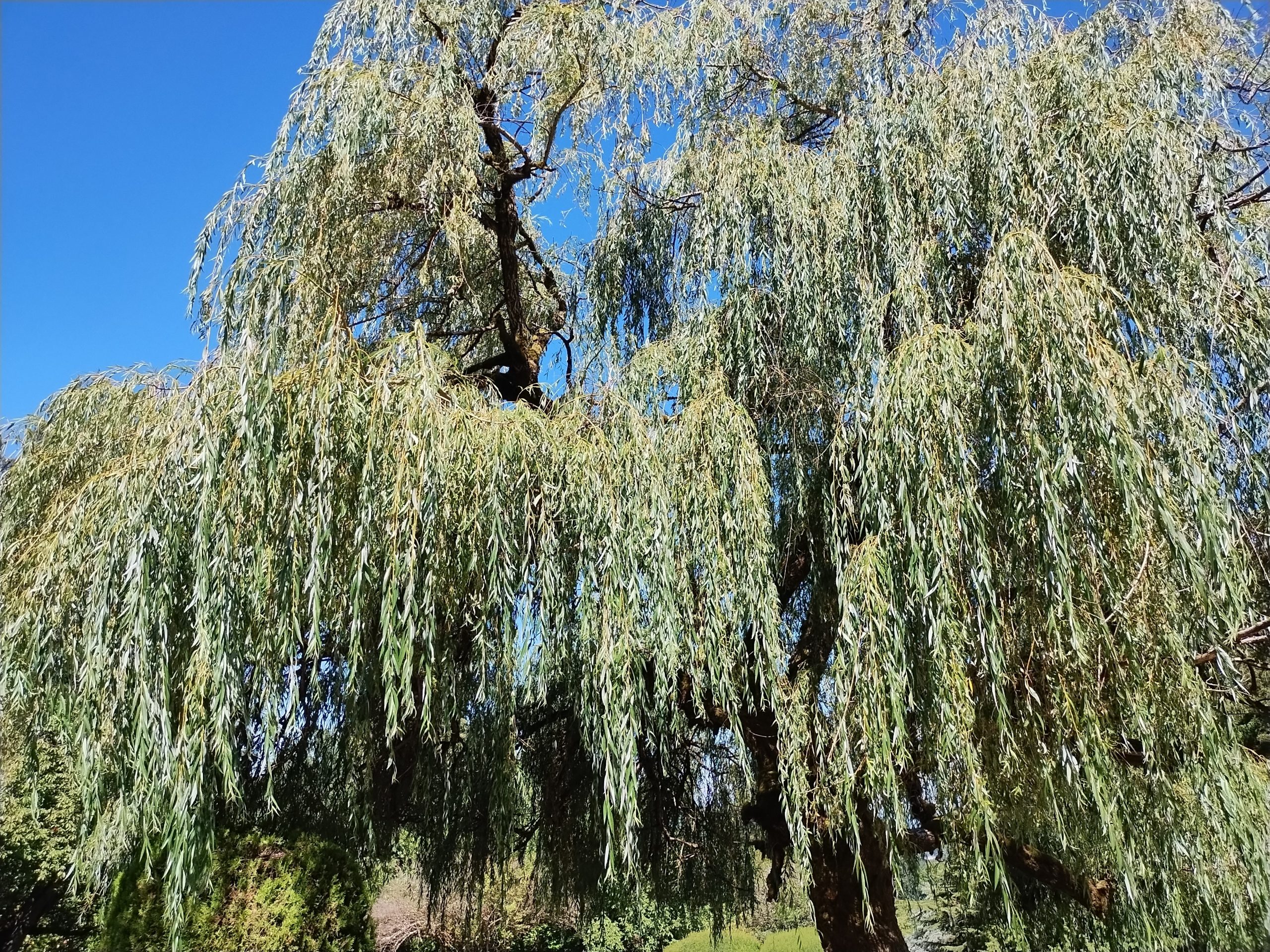 Black and white photo of a willow tree. 